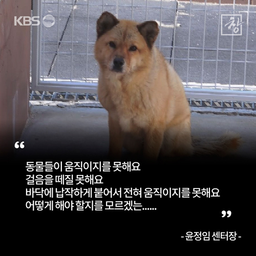 [카드뉴스] ‘시사기획 창’ 동물학대와 인간