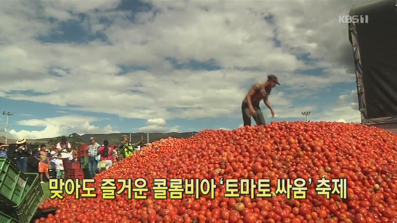 [클릭@지구촌] 맞아도 즐거운 콜롬비아 ‘토마토 싸움’ 축제