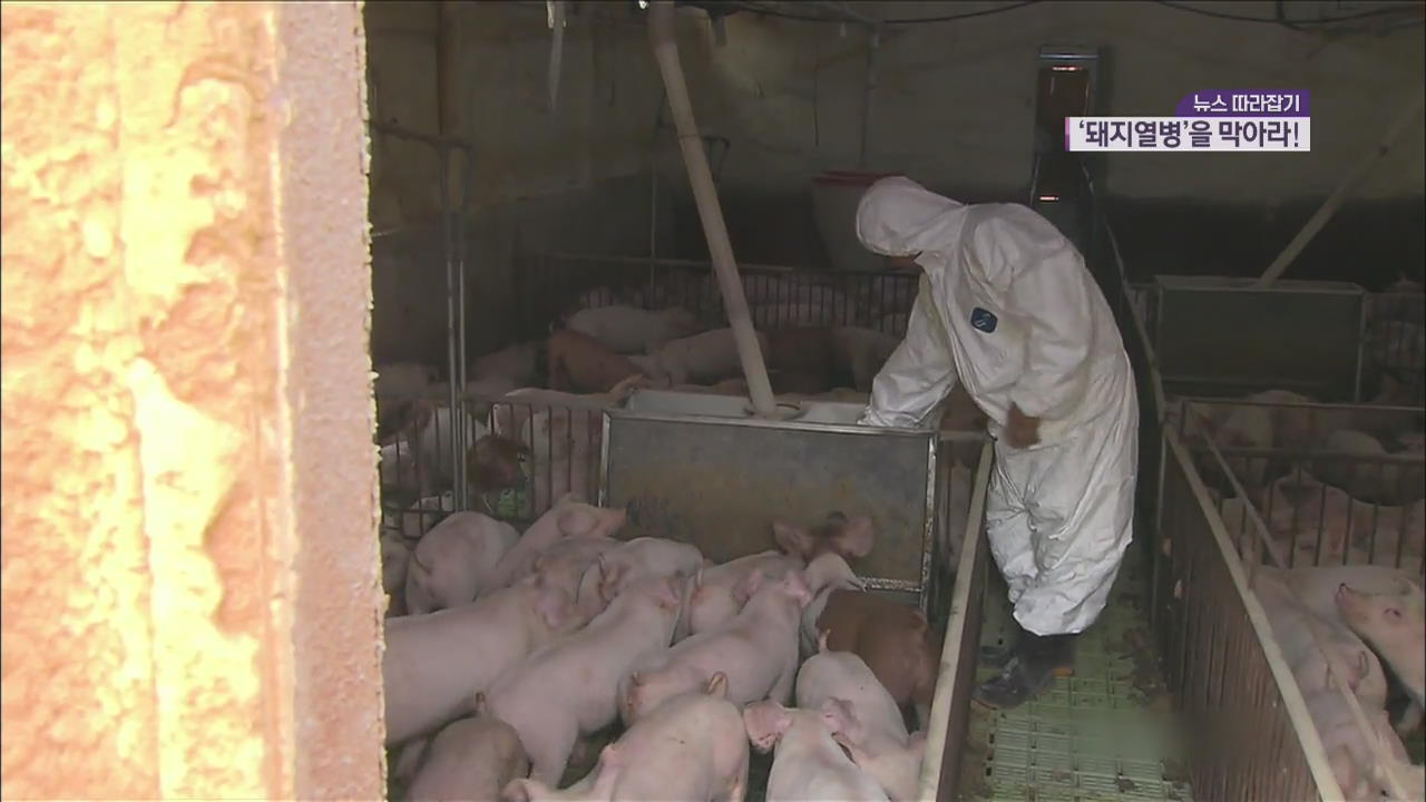 [뉴스 따라잡기] 백신 없는 ‘돼지열병’ 북한 상륙…지금 양돈농가는?