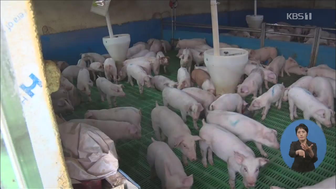 북한 상륙한 ‘돼지열병’…지금 양돈농가는?