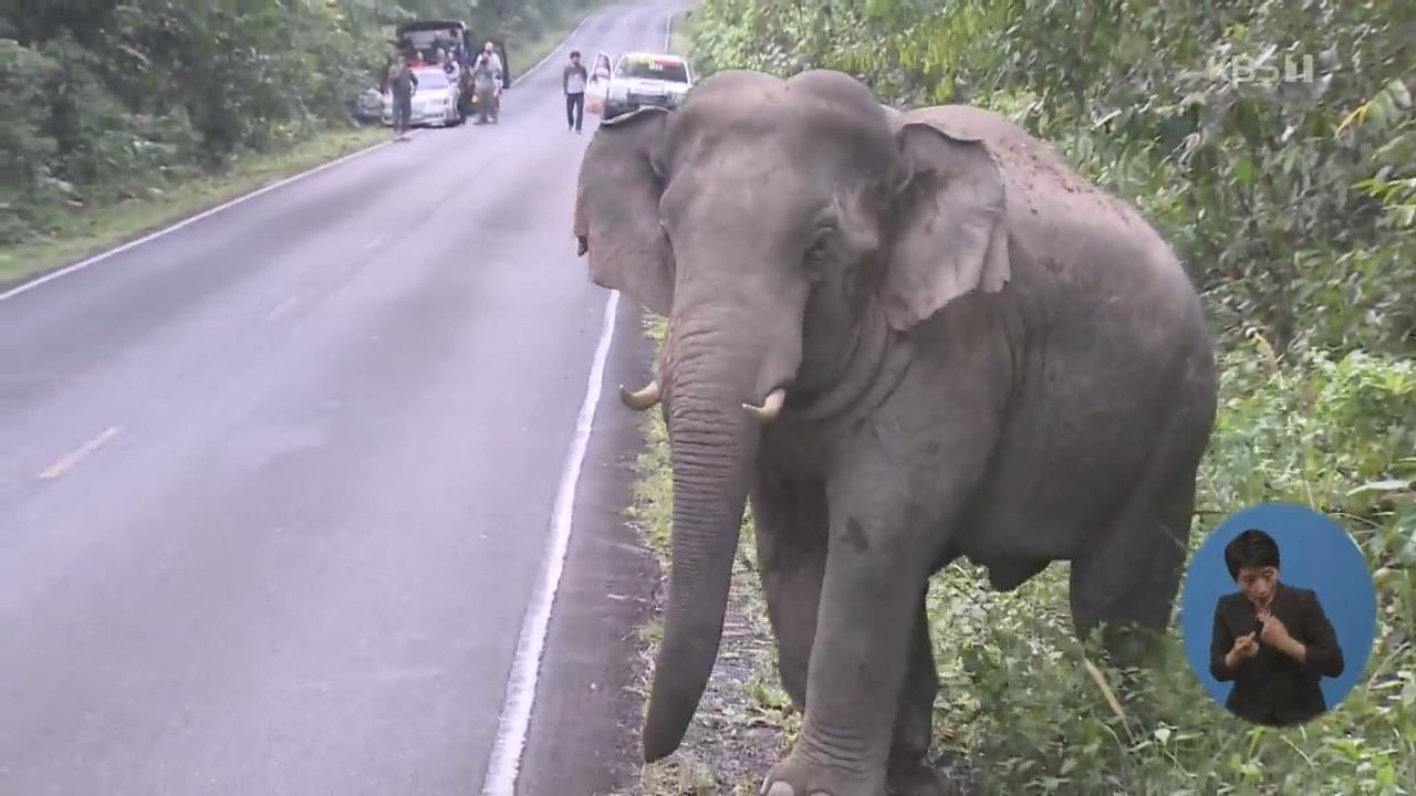 태국 야생 코끼리 가족, 먹이 찾아 농가 출몰