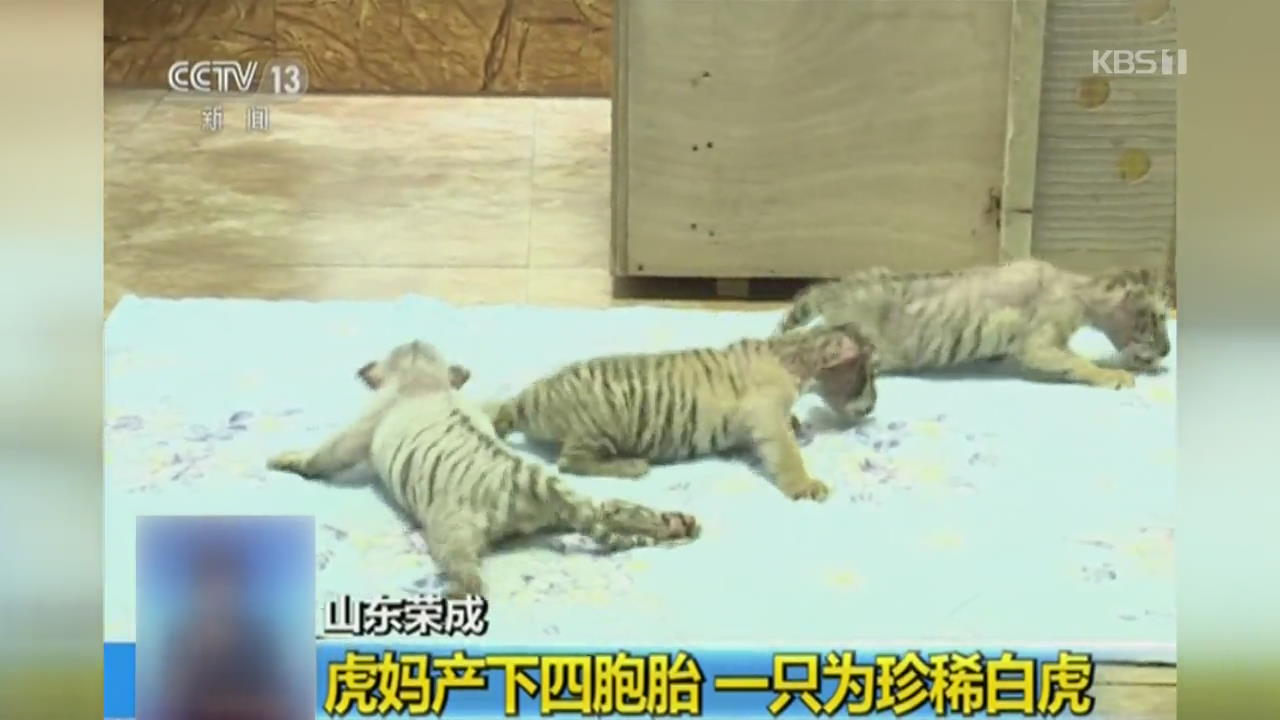중국 산둥성에서 아기 호랑이 네 마리 태어나