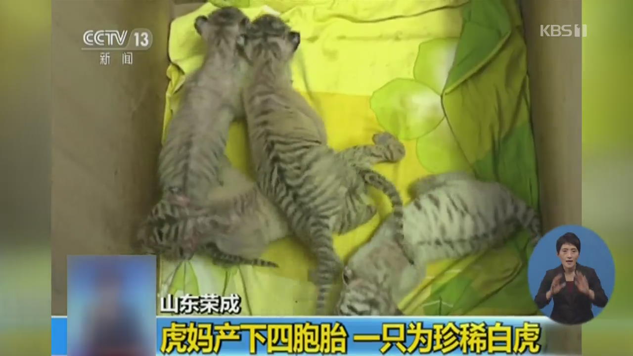 중국 산둥성에서 아기 호랑이 네 마리 태어나