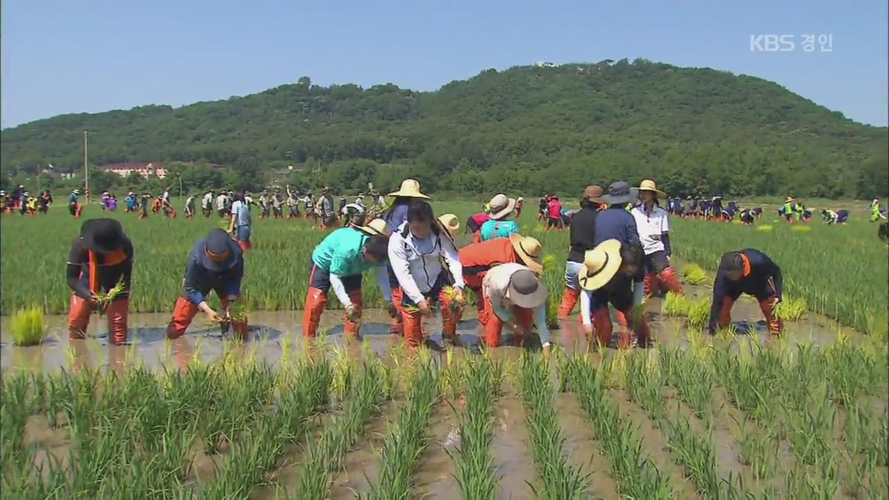 평화를 심다…비무장지대 민통선 모내기