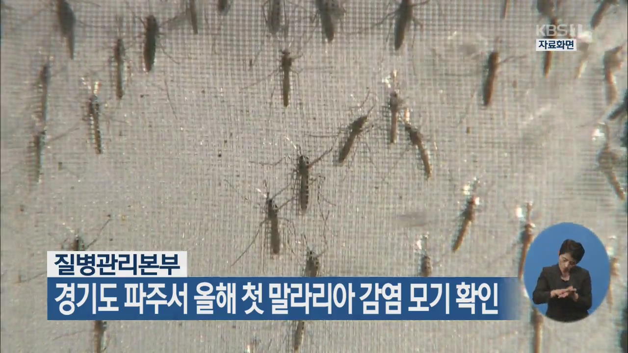 경기도 파주서 올해 첫 말라리아 감염 모기 확인