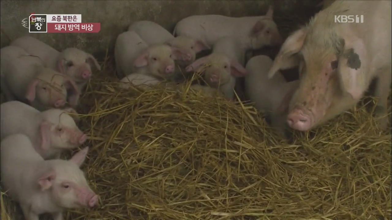 [요즘 북한은] 돼지열병 ‘확산’…방역 ‘비상’ 외