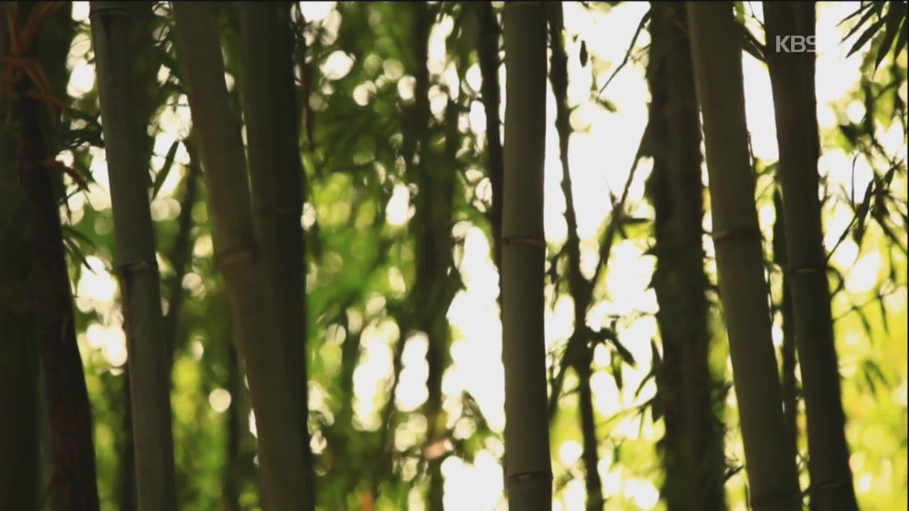 [뉴스광장 영상] 대나무 숲에서