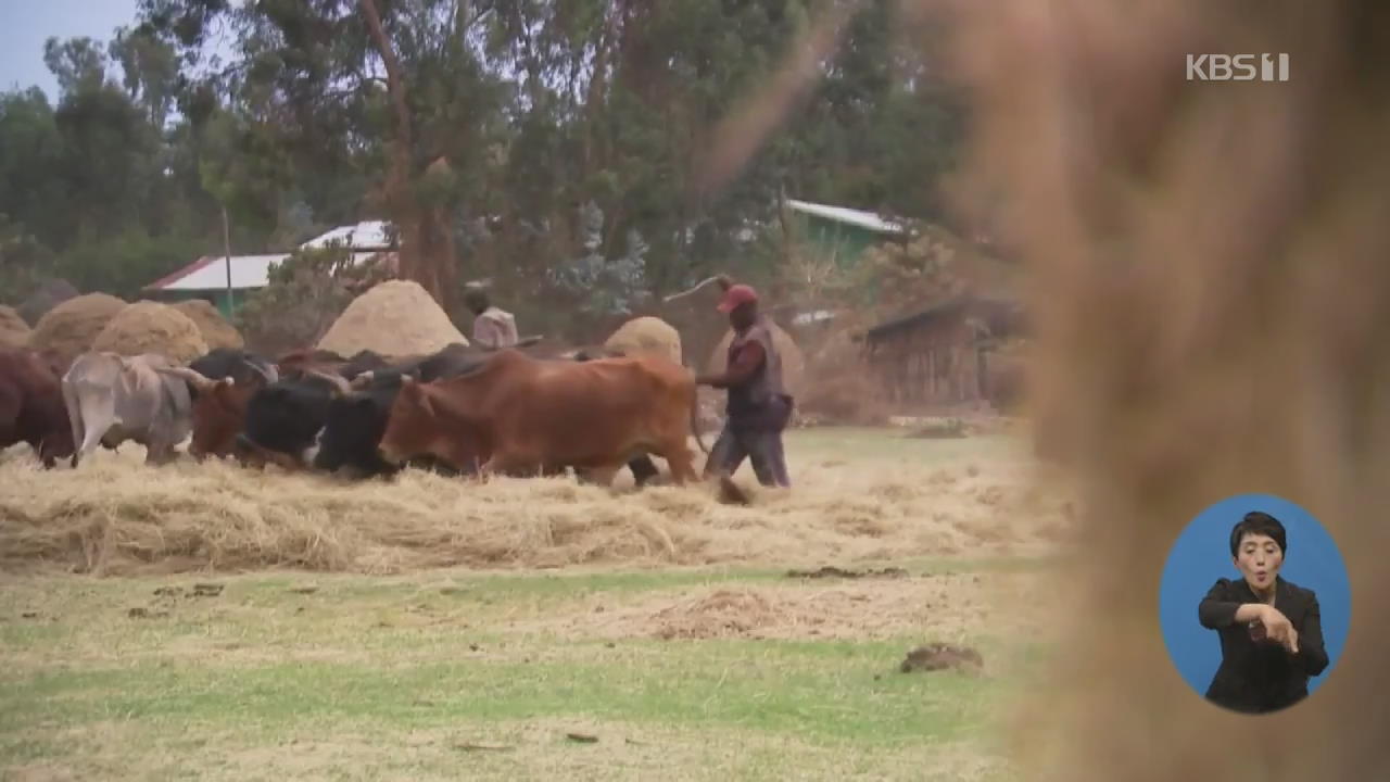 에티오피아 테프, 세계적 인기로 수요 급증