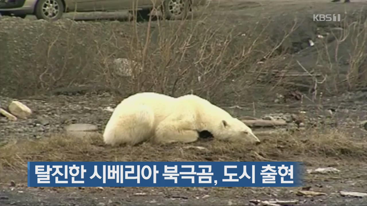 [지금 세계는] 탈진한 시베리아 북극곰, 도시 출현