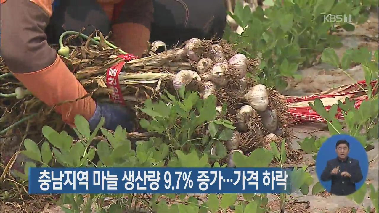 충남지역 마늘 생산량 9.7% 증가…가격 하락