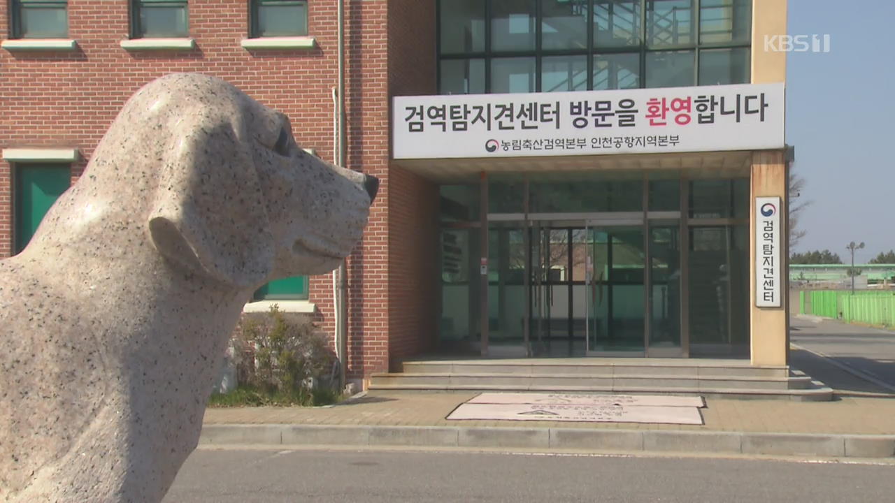 인간 위해 평생 일한 검역 탐지견들의 최후