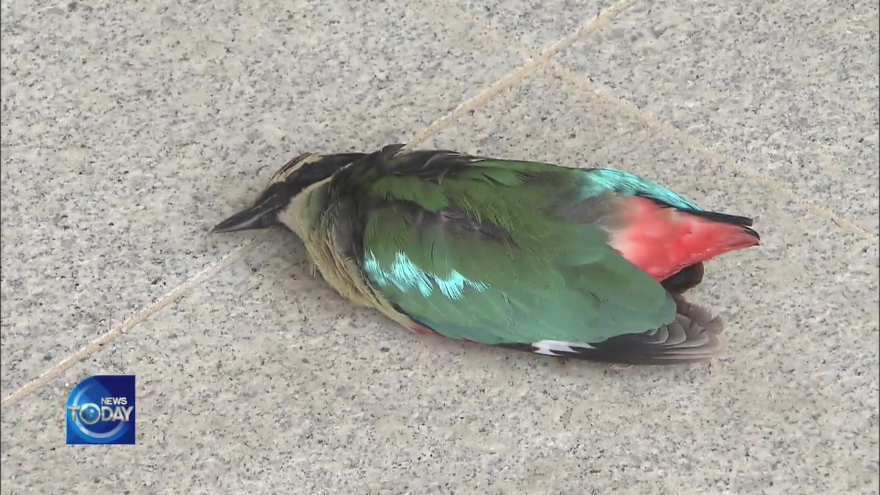MIGRATORY BIRD RISKS