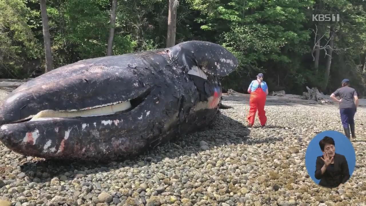 미국, 해변에 밀려든 고래 사체들로 골치