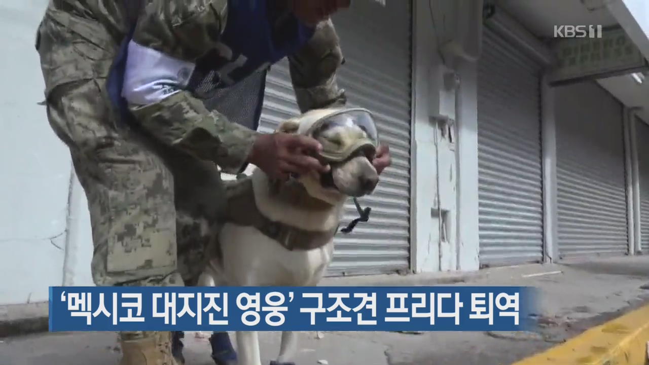 [지금 세계는] ‘멕시코 대지진 영웅’ 구조견 프리다 퇴역