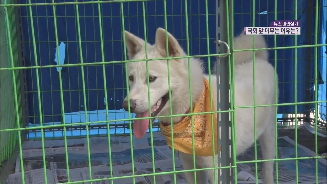 [뉴스 따라잡기] 국회 앞에 수십 마리 개…머무는 까닭은?