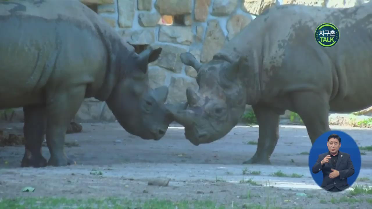 [지구촌 Talk] 멸종위기종 살리자…동아프리카 ‘검은 코뿔소 이주 대작전’