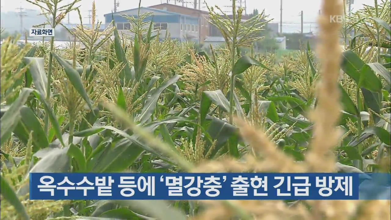 옥수수밭 등에 ‘멸강충’ 출현 긴급 방제