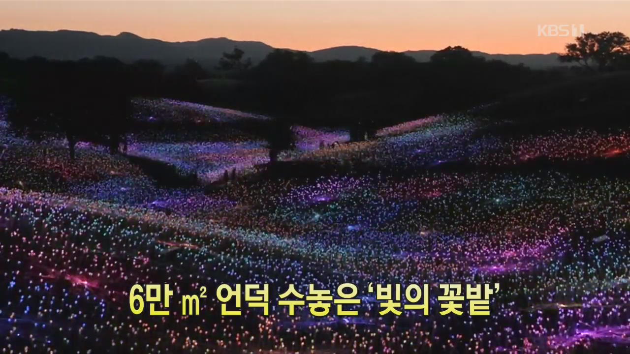 [클릭@지구촌] 6만 ㎡ 언덕 수놓은 ‘빛의 꽃밭’