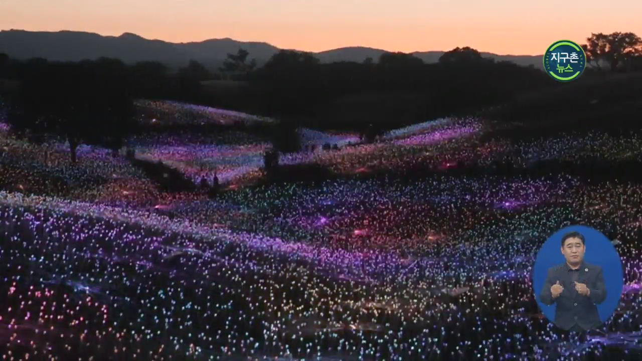 미국 캘리포니아 포도농장, 빛의 꽃밭으로 변신