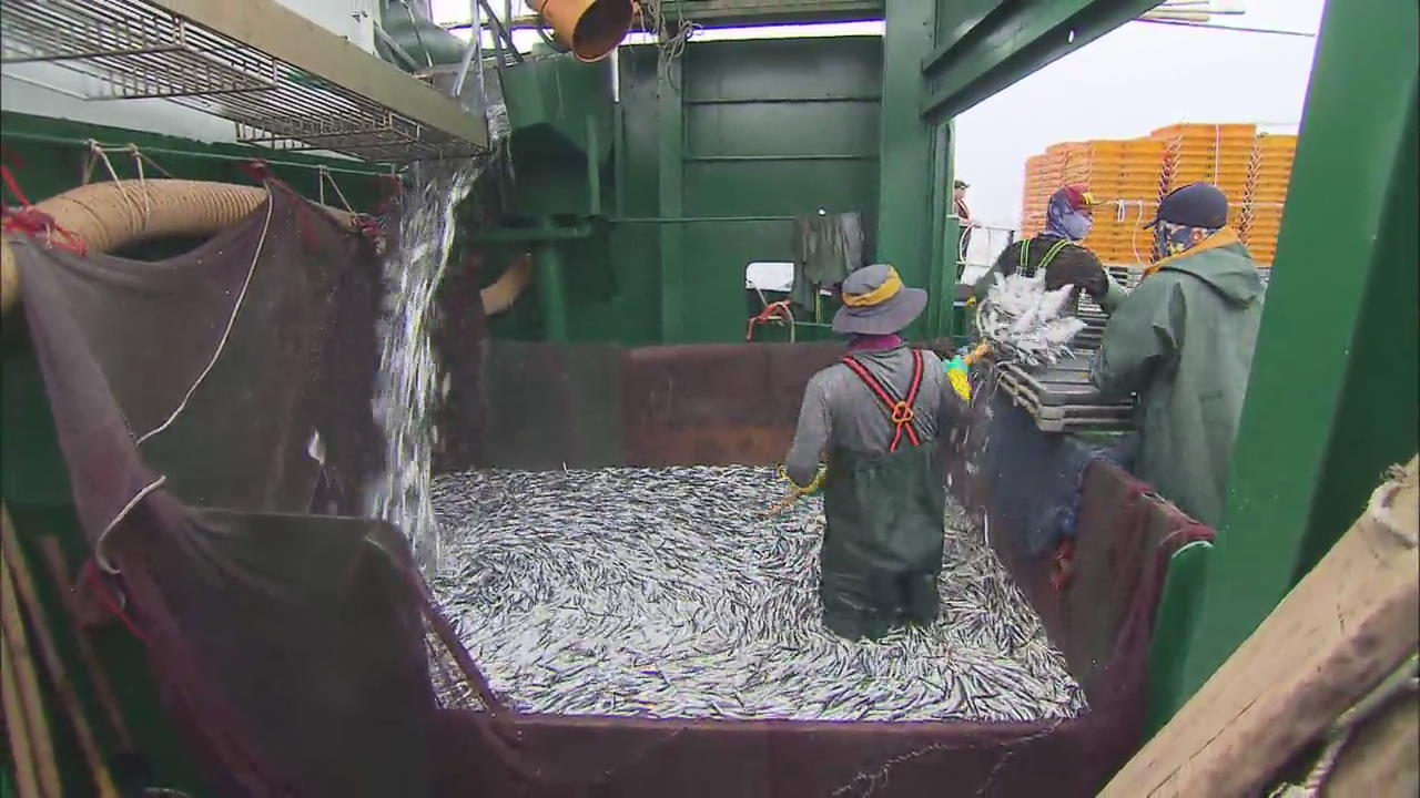 ANCHOVY FISHING SEASON