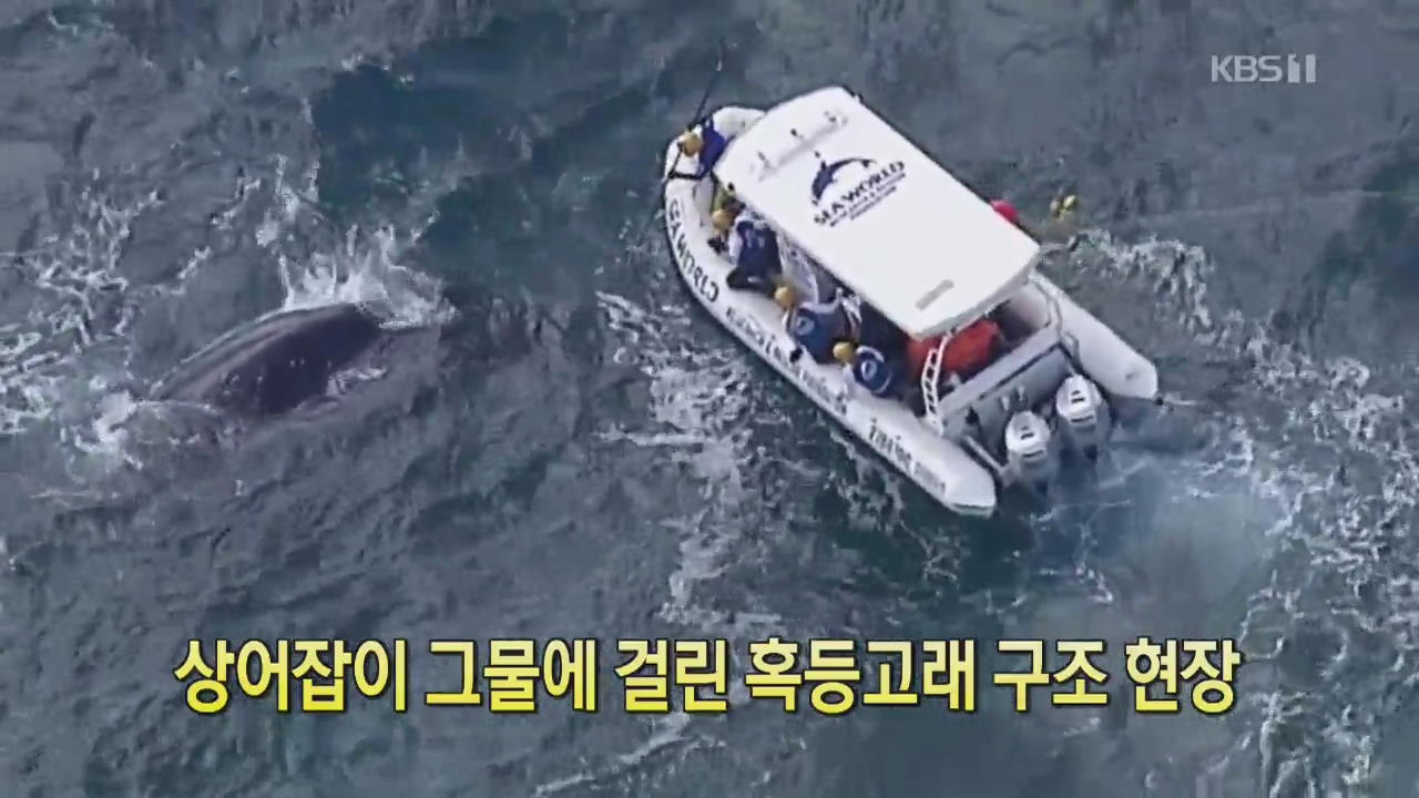[클릭@지구촌] 상어잡이 그물에 걸린 혹등고래 구조 현장