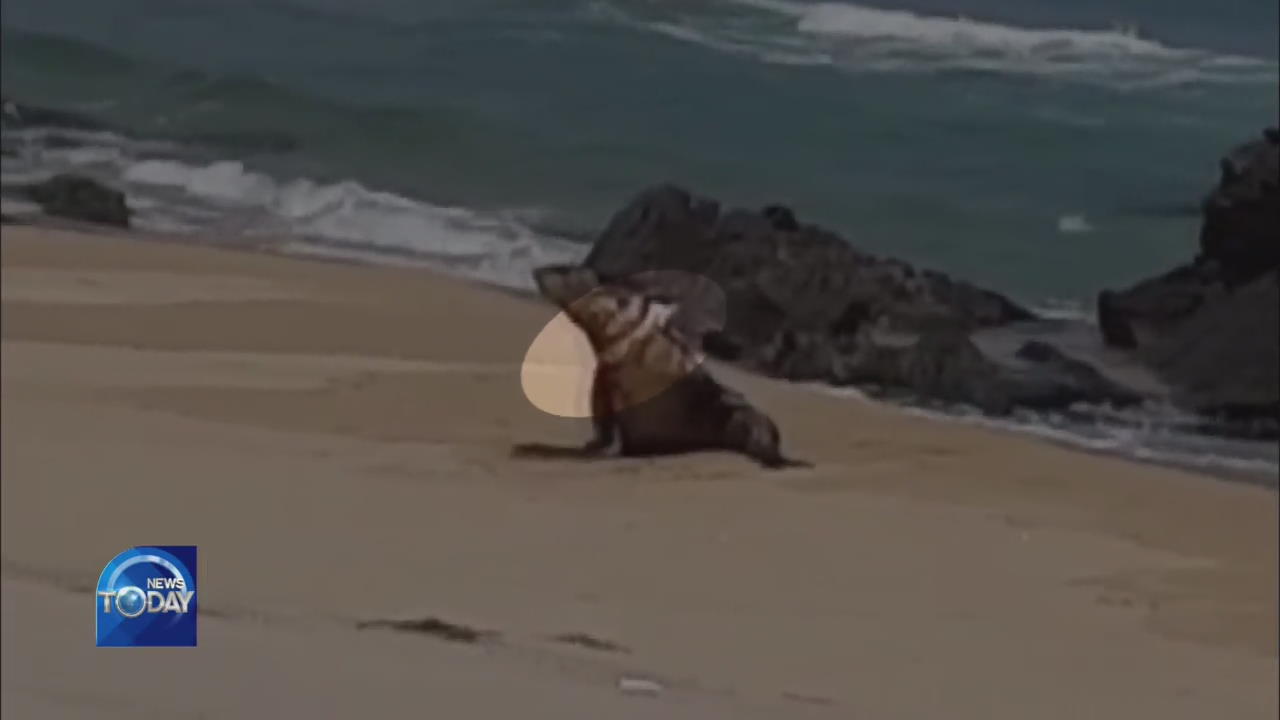 NORTHERN FUR SEAL