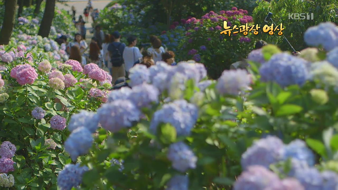 [뉴스광장 영상] 수국 향기 가득한 오후