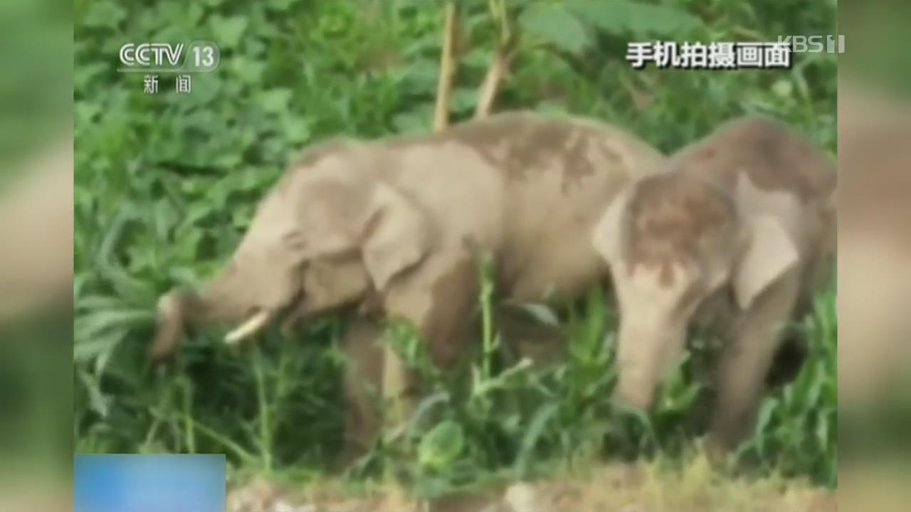 중국 야생 코끼리 민가에 출몰
