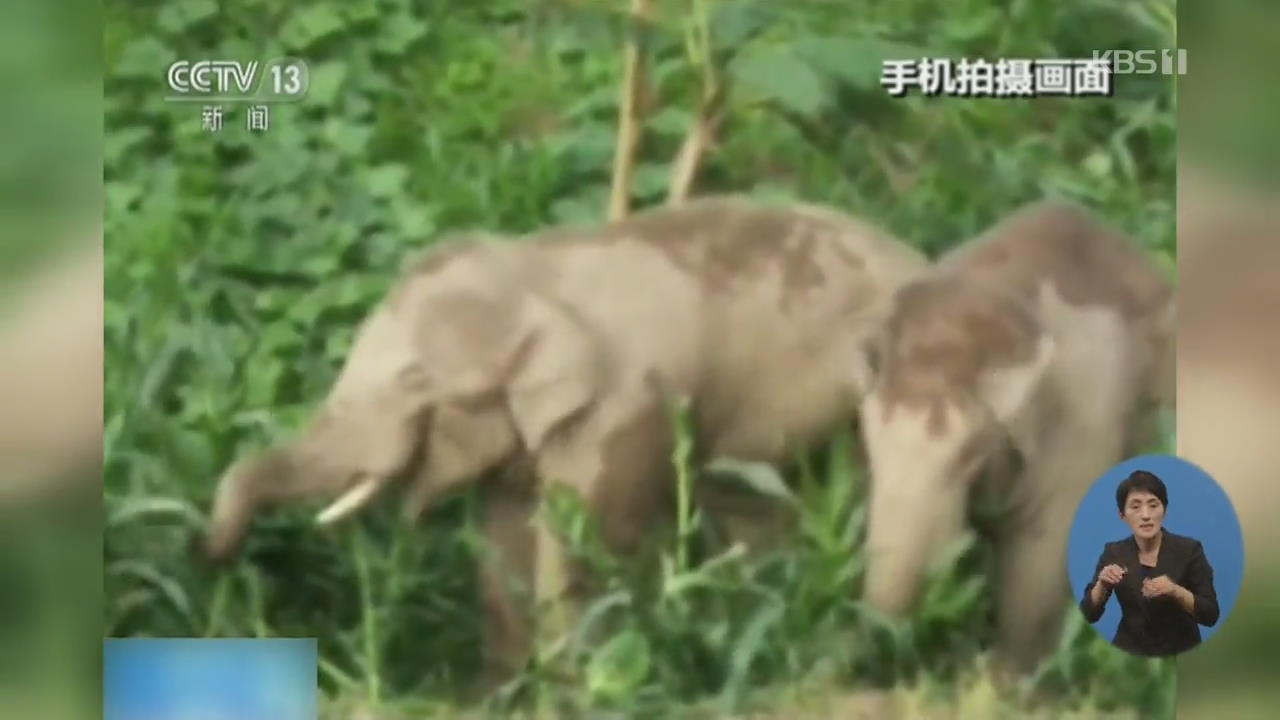 중국 야생 코끼리 민가에 출몰