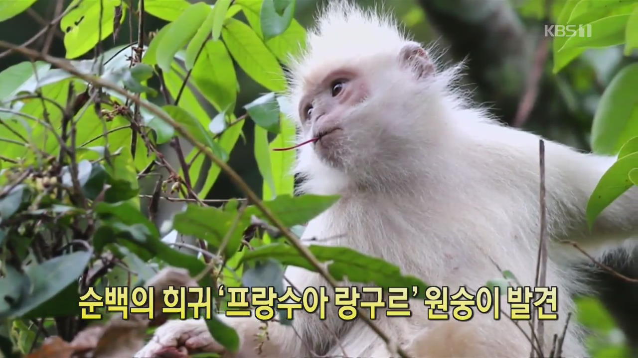 [클릭@지구촌] 순백의 희귀 ‘프랑수아 랑구르’ 원숭이 발견