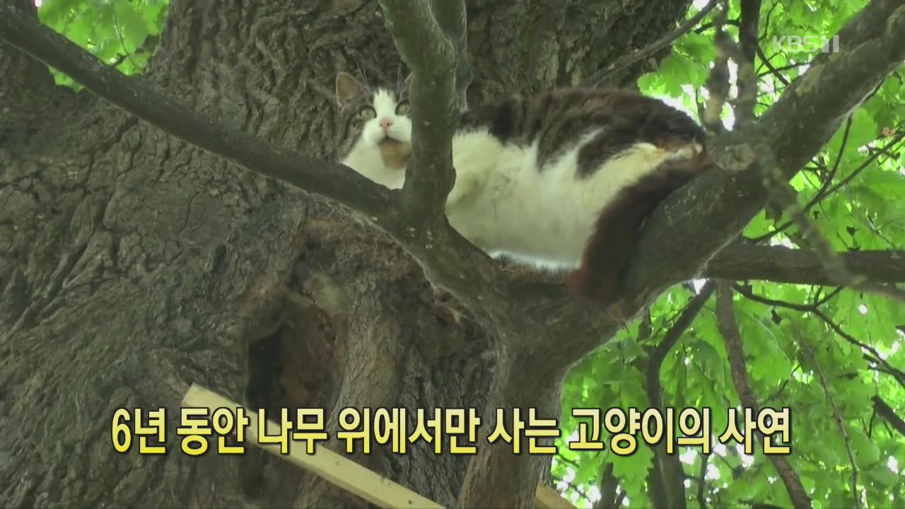 [클릭@지구촌] 6년 동안 나무 위에서만 사는 고양이의 사연