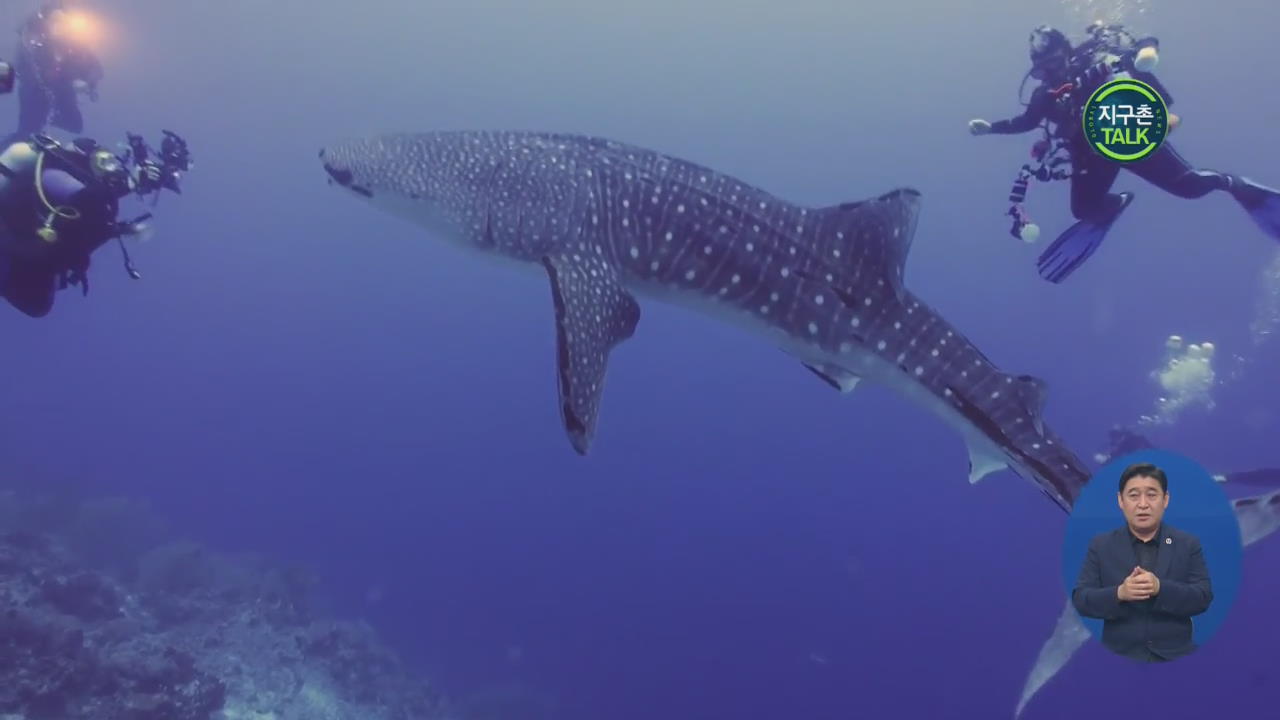 [지구촌 Talk] 거대한 ‘고래상어’ 만난 잠수부들