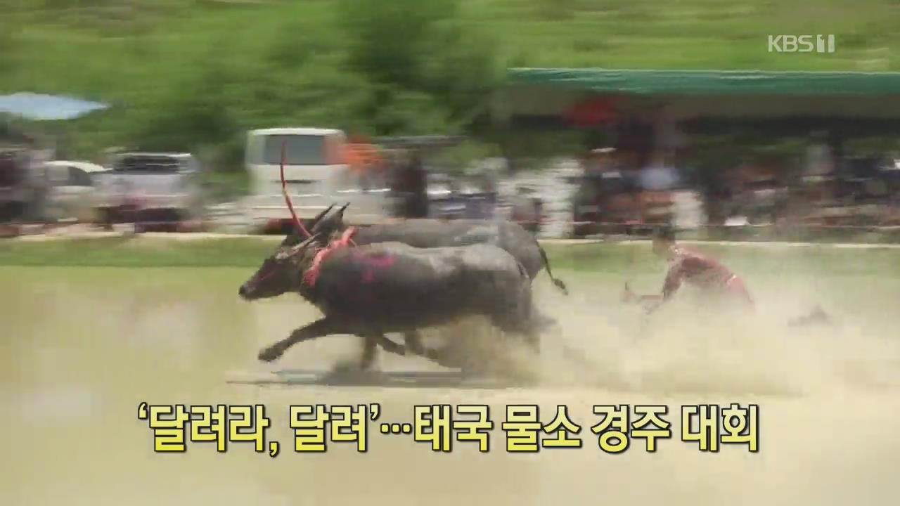 [클릭@지구촌] ‘달려라, 달려’…태국 물소 경주 대회