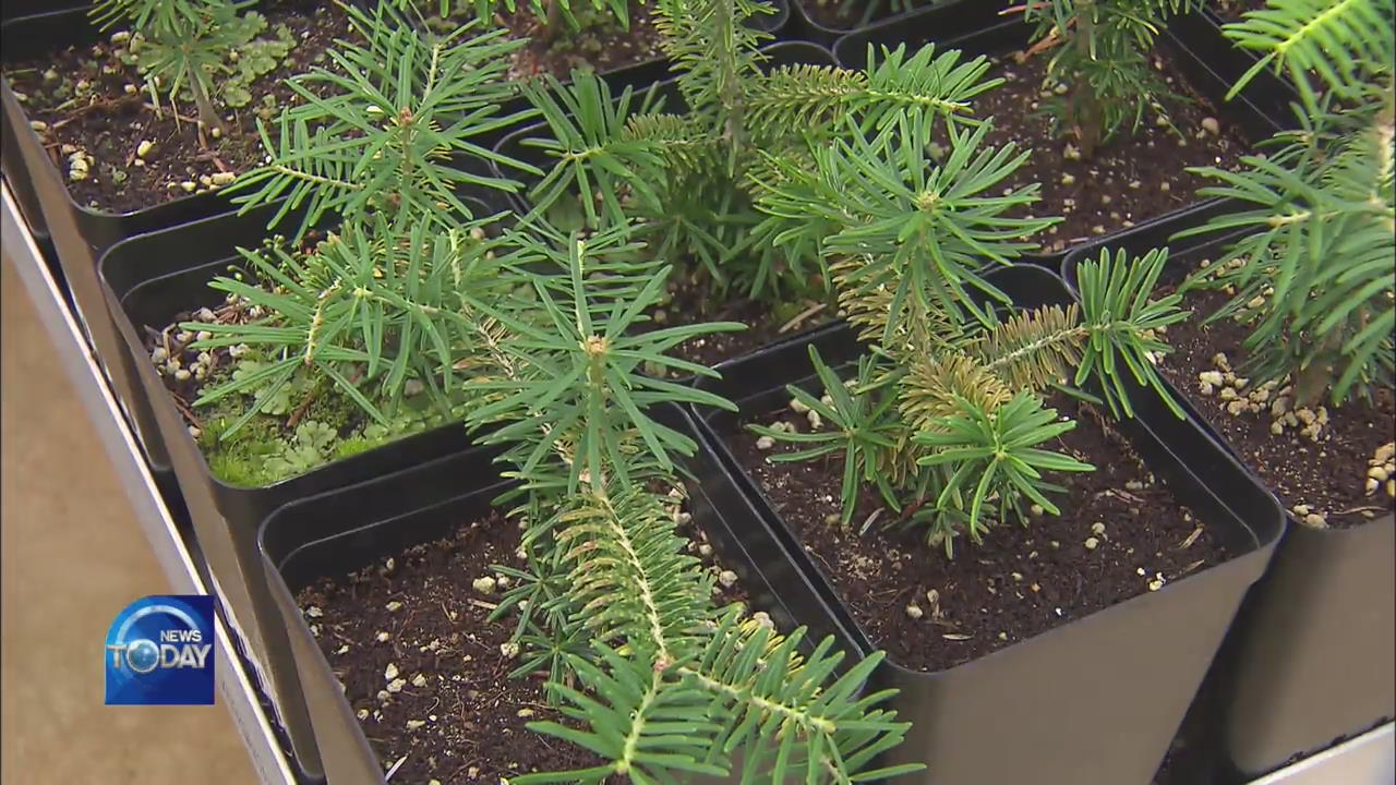 PRESERVATION OF KOREAN FIR TREE