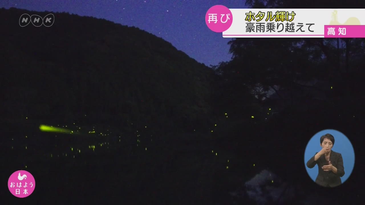 일본 나카스지강­, 호우 피해 딛고 반딧불 빛나