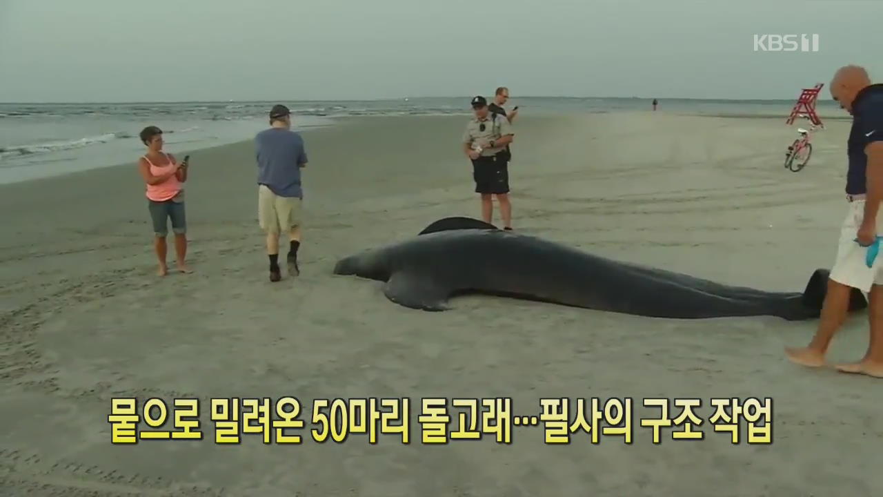 [클릭@지구촌] 뭍으로 밀려온 50마리 돌고래…필사의 구조작업
