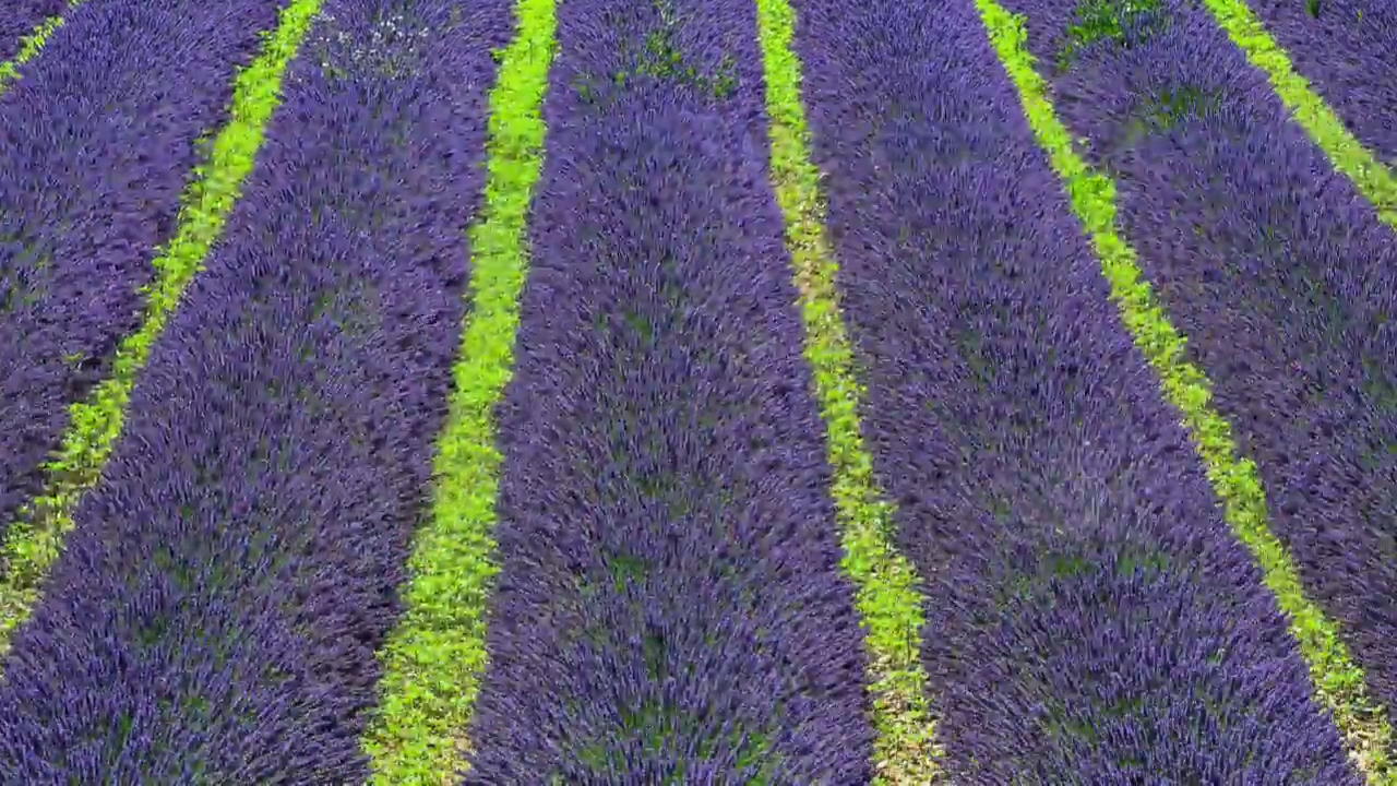 [지구촌 포토] 남프랑스, 라벤더 꽃 만개하는 여름 시즌