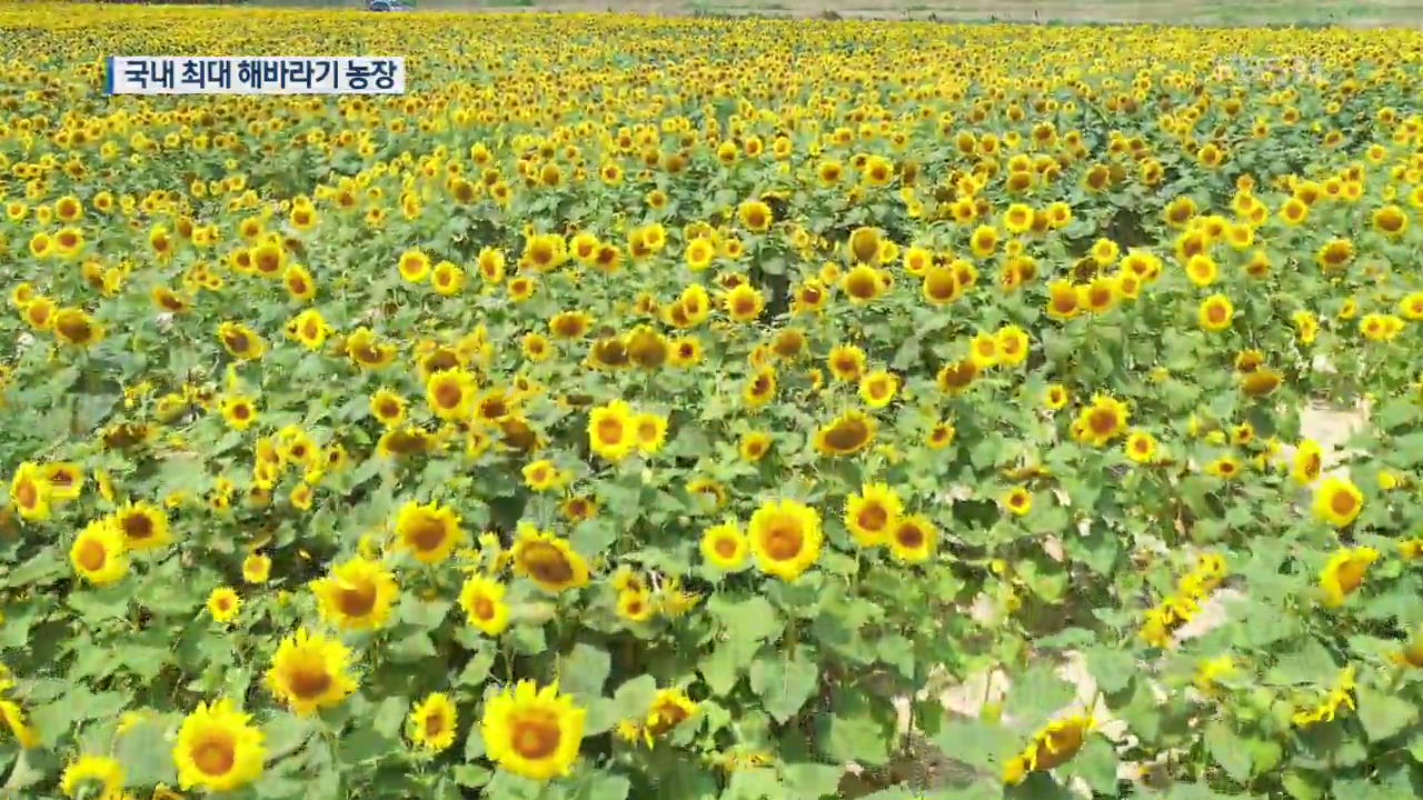 버려진 간척지에 핀 해바라기…명소로 ‘우뚝’