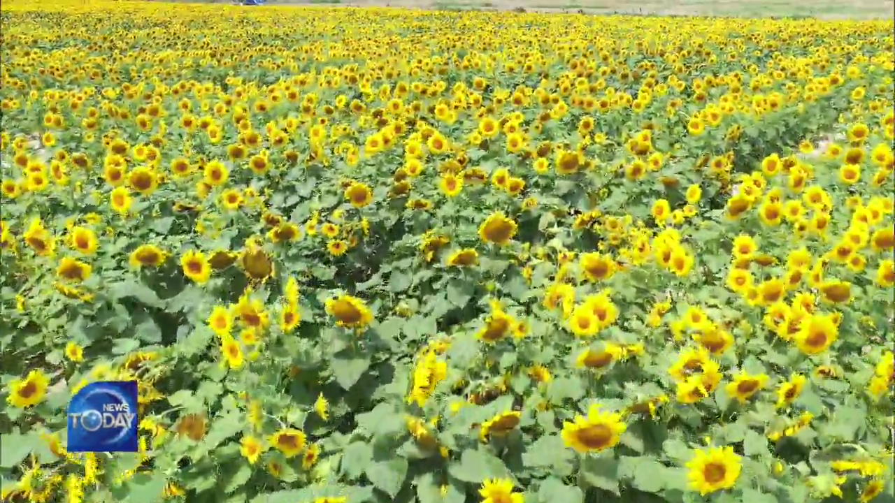 LARGEST SUNFLOWER FARM IN KOREA