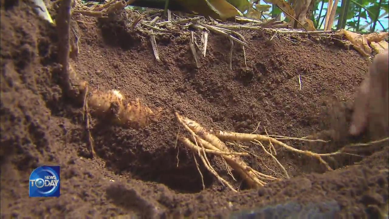 DEVELOPMENT OF GINSENG VARIETIES