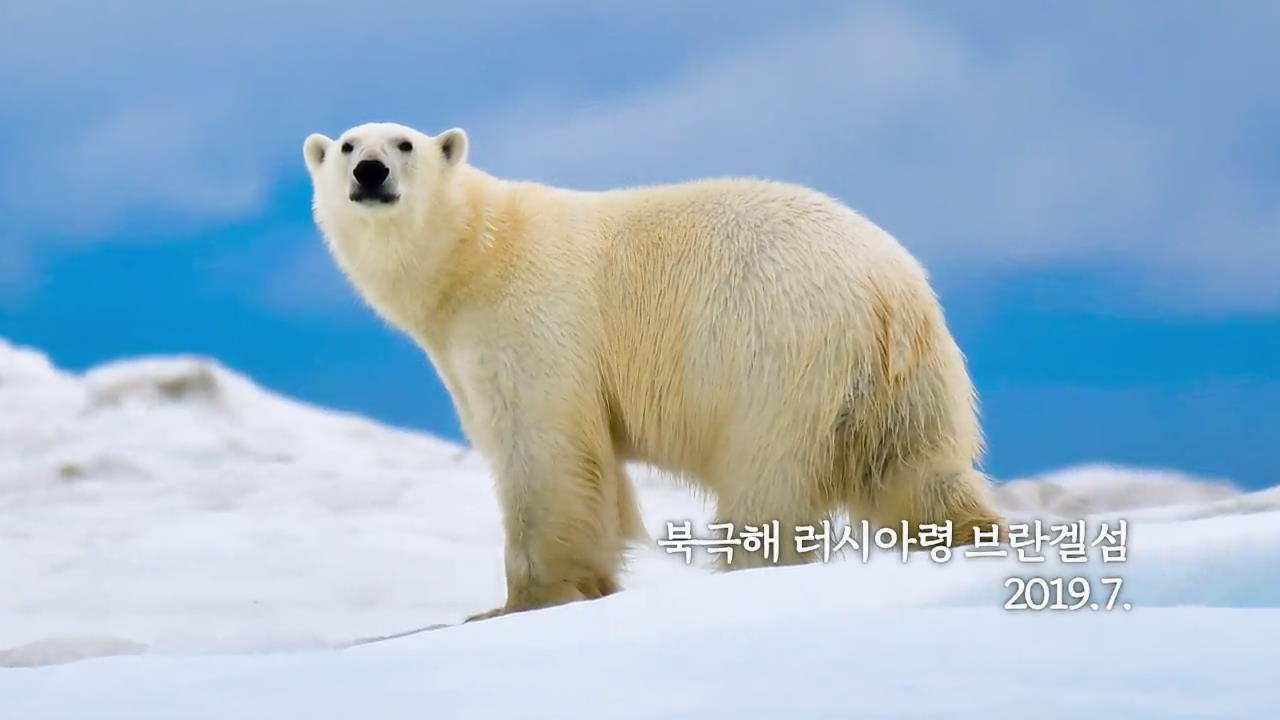[지구촌 포토] 북극해 러시아령 브란겔섬 북극곰들 포착