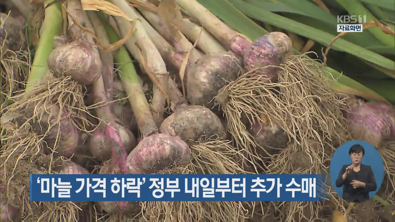 ‘마늘 가격 하락’ 정부 내일부터 추가 수매