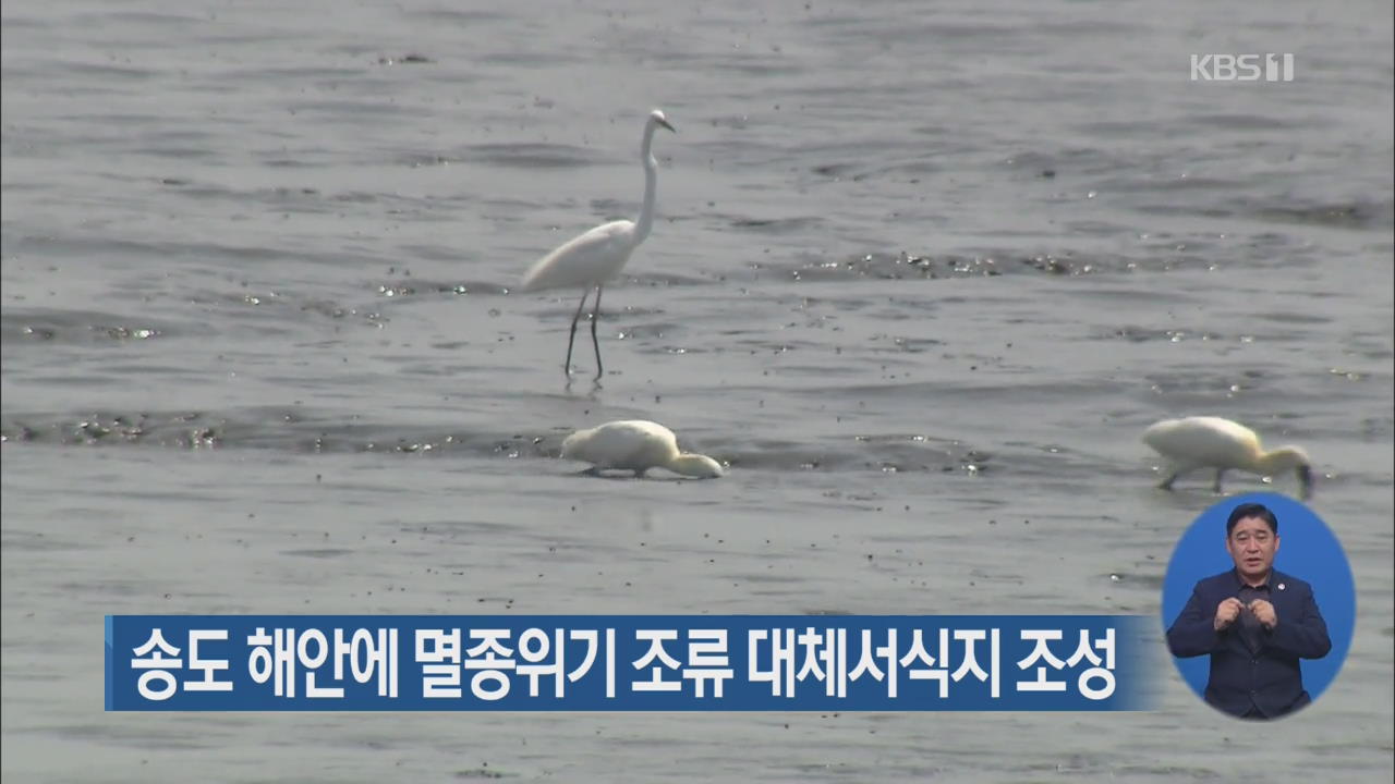 송도 해안에 멸종위기 조류 대체서식지 조성