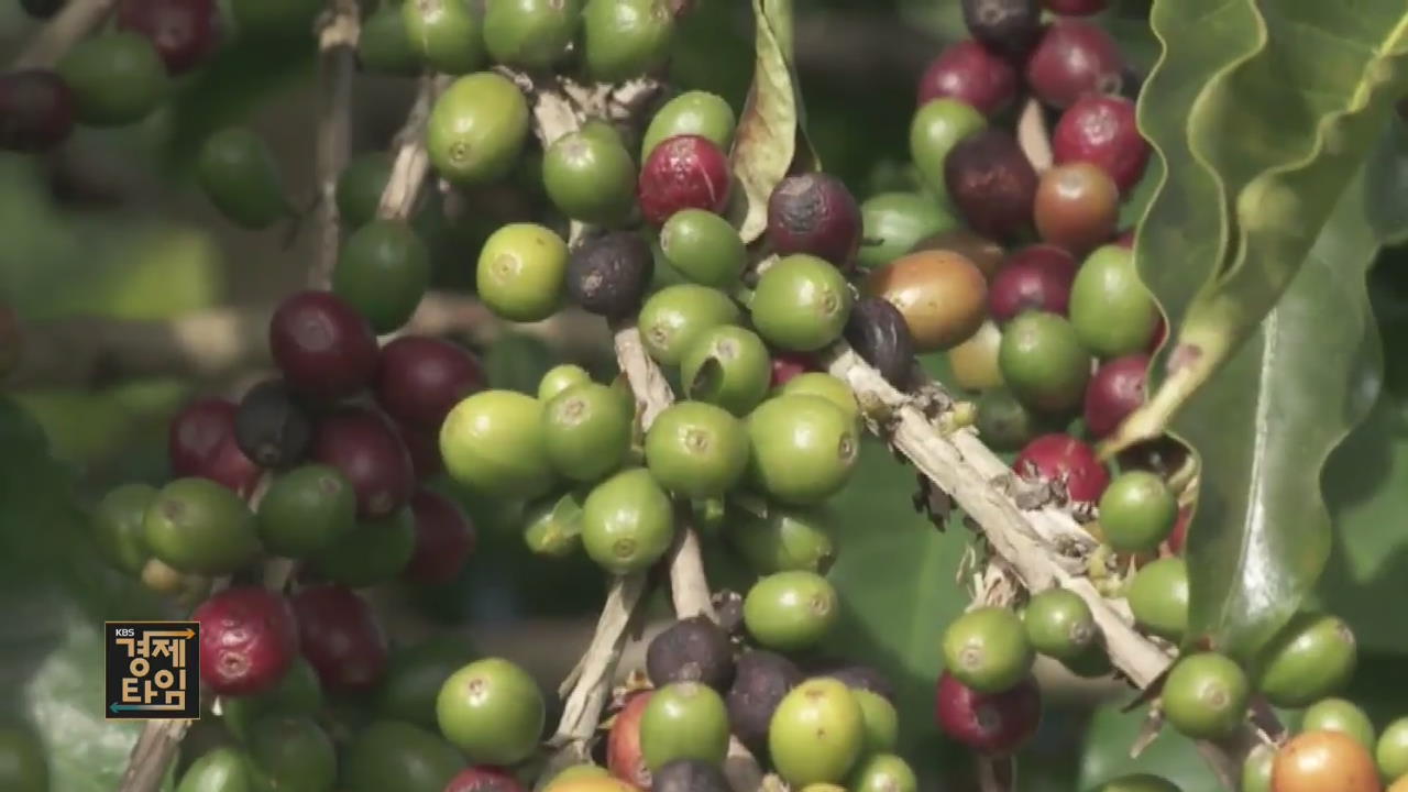 [글로벌 경제] 브라질 커피 생산·수출 증가…‘커피벨트’ 북상