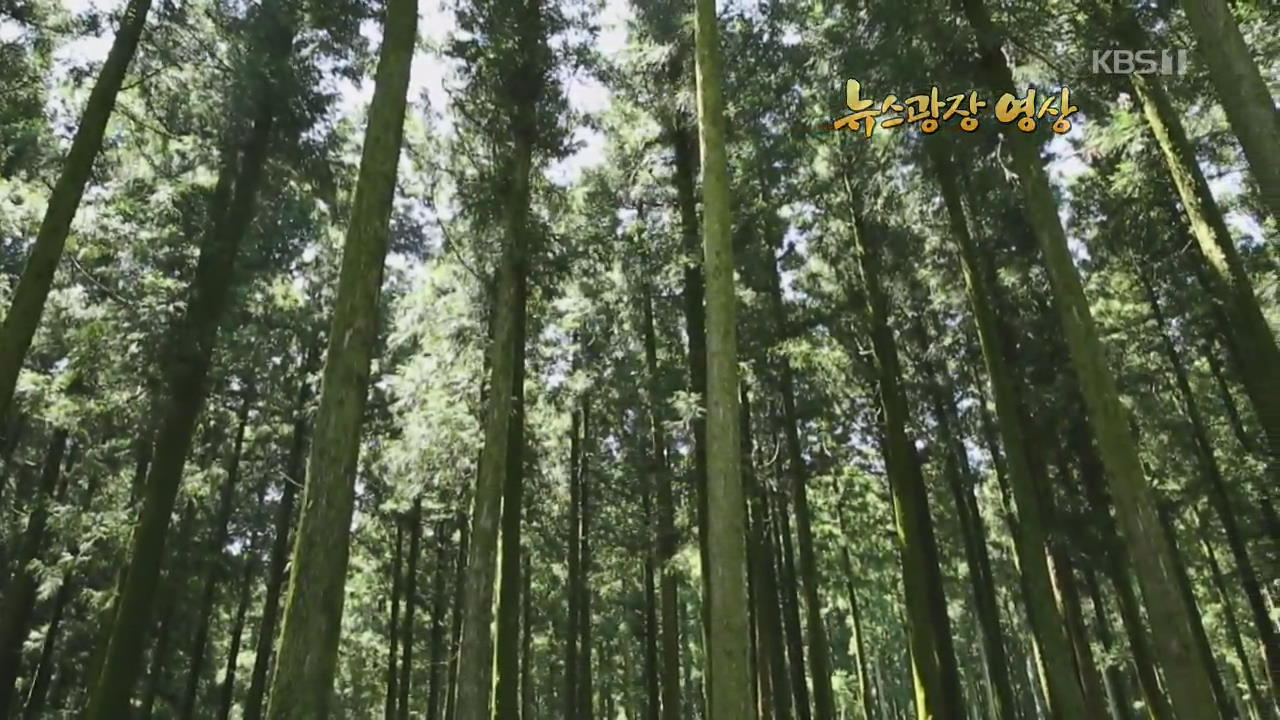 [뉴스광장 영상] 절물자연휴양림