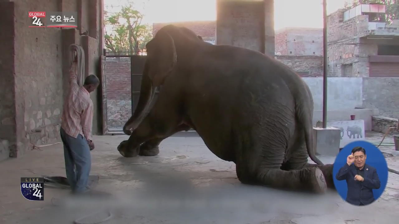 [글로벌24 주요뉴스] 인도, 코끼리 관광 중단 촉구 시위