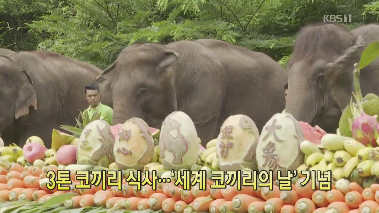 [클릭@지구촌] 3톤 코끼리 식사…‘세계 코끼리의 날’ 기념