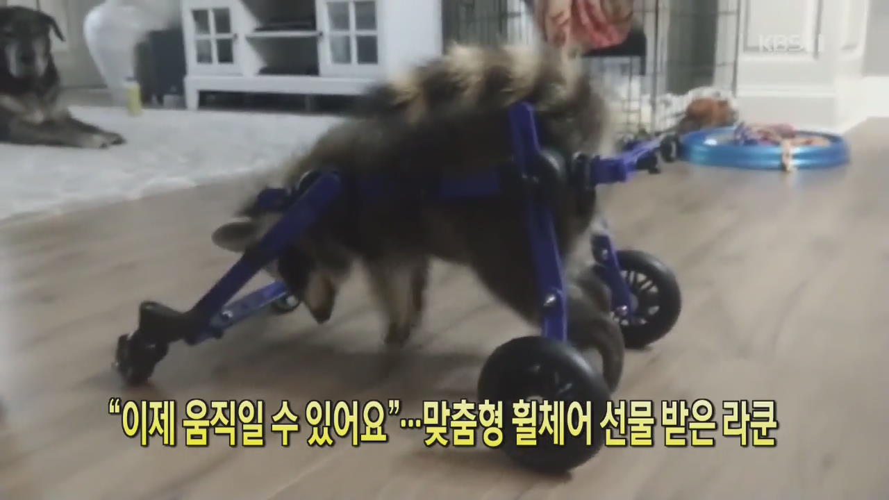 [클릭@지구촌] “이제 움직일 수 있어요”…맞춤형 휠체어 선물 받은 라쿤