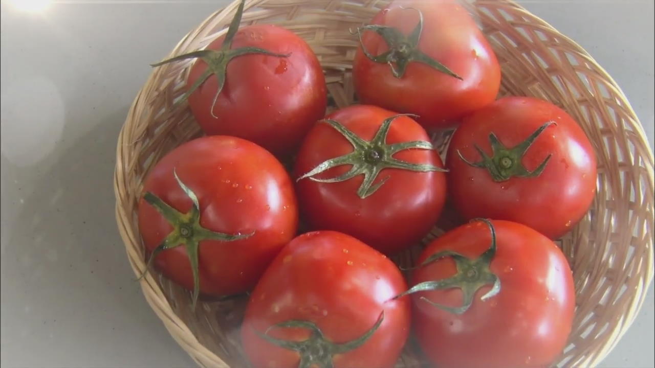 [똑! 기자 꿀! 정보] 모기도 쫓는다!…‘태양의 맛’ 토마토 200% 활용법