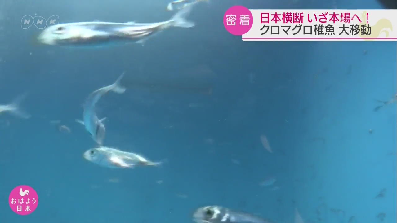 일본, 완전 양식 참다랑어 치어의 대이동